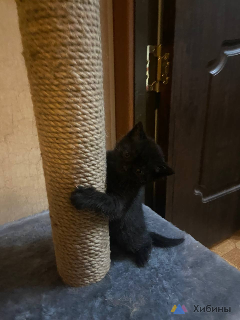 Милые, озорные котята- лучший подарочек
