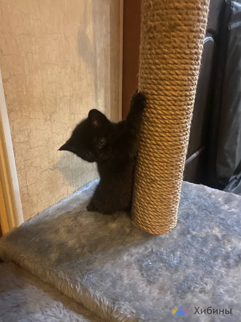 Милый котенок