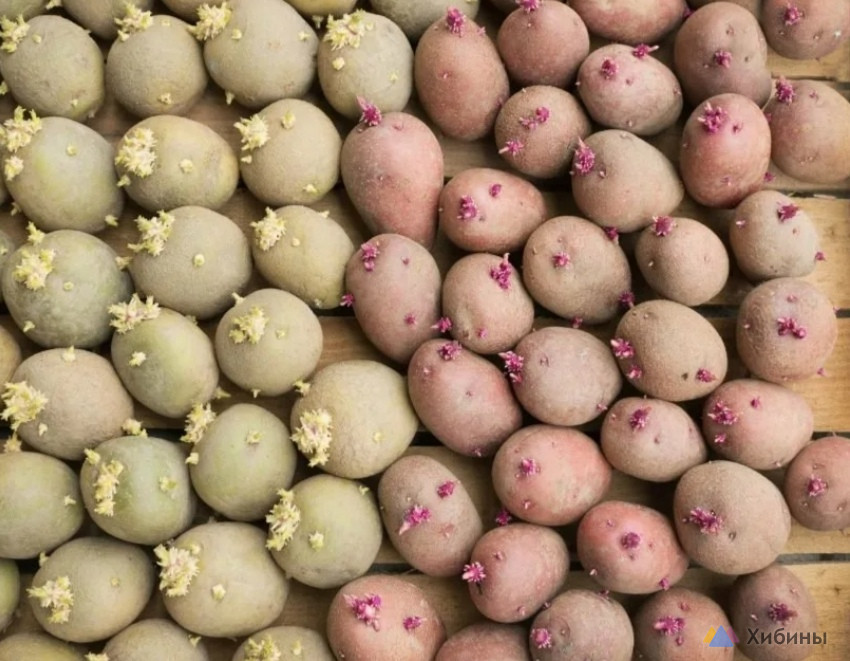 Элитный картофель для посадки