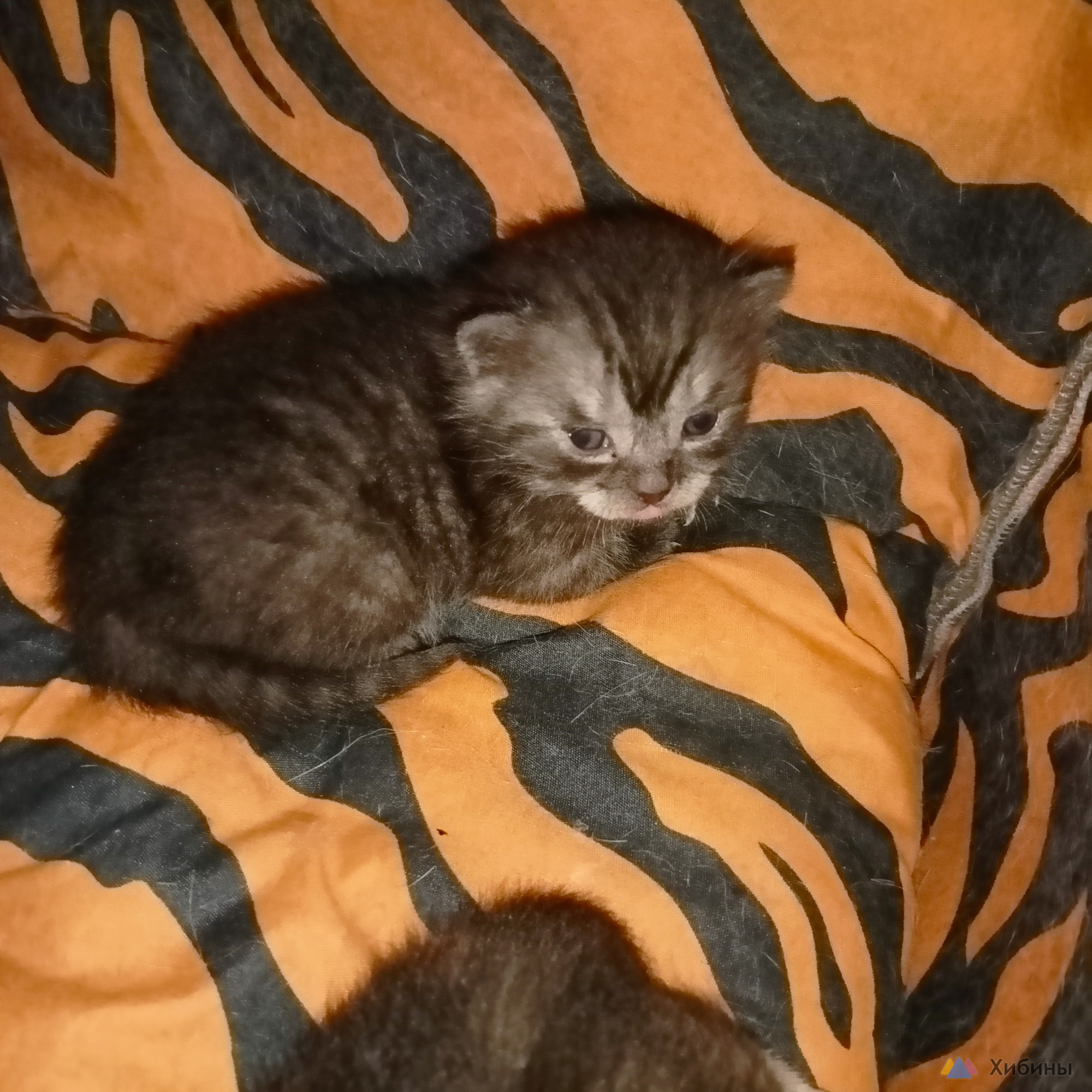Продам котенка