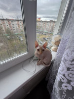 Объявление Отдам кошку