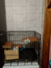Продам большую клетку