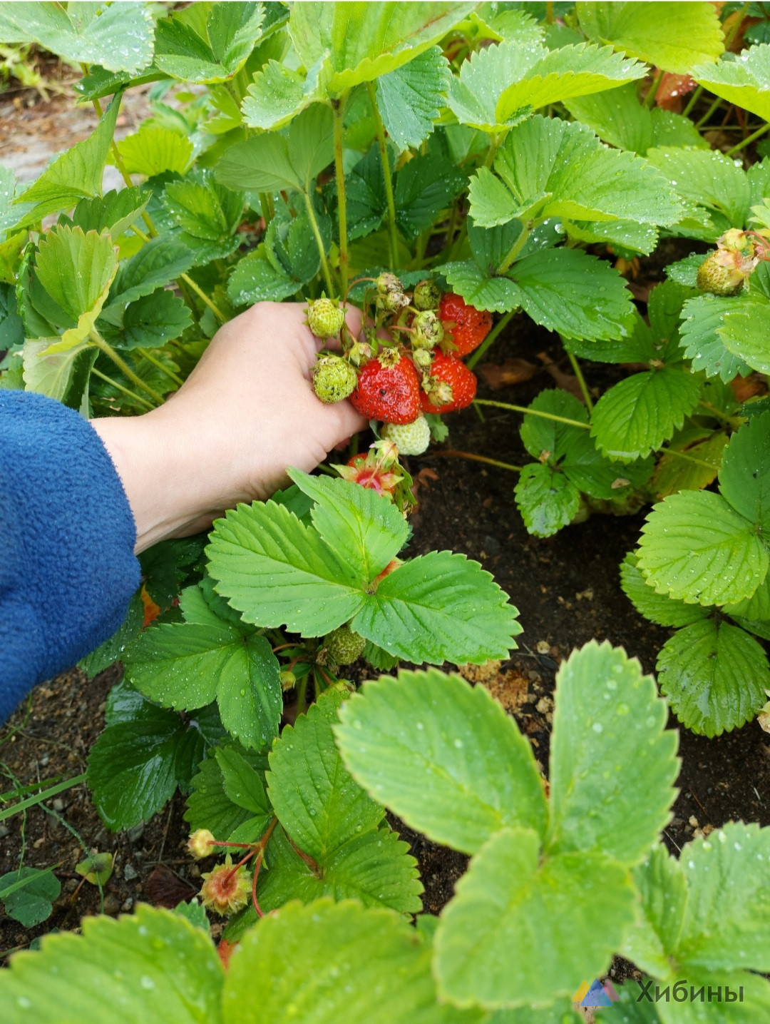Продам дачу 60 кв. м. , участок 10 соток