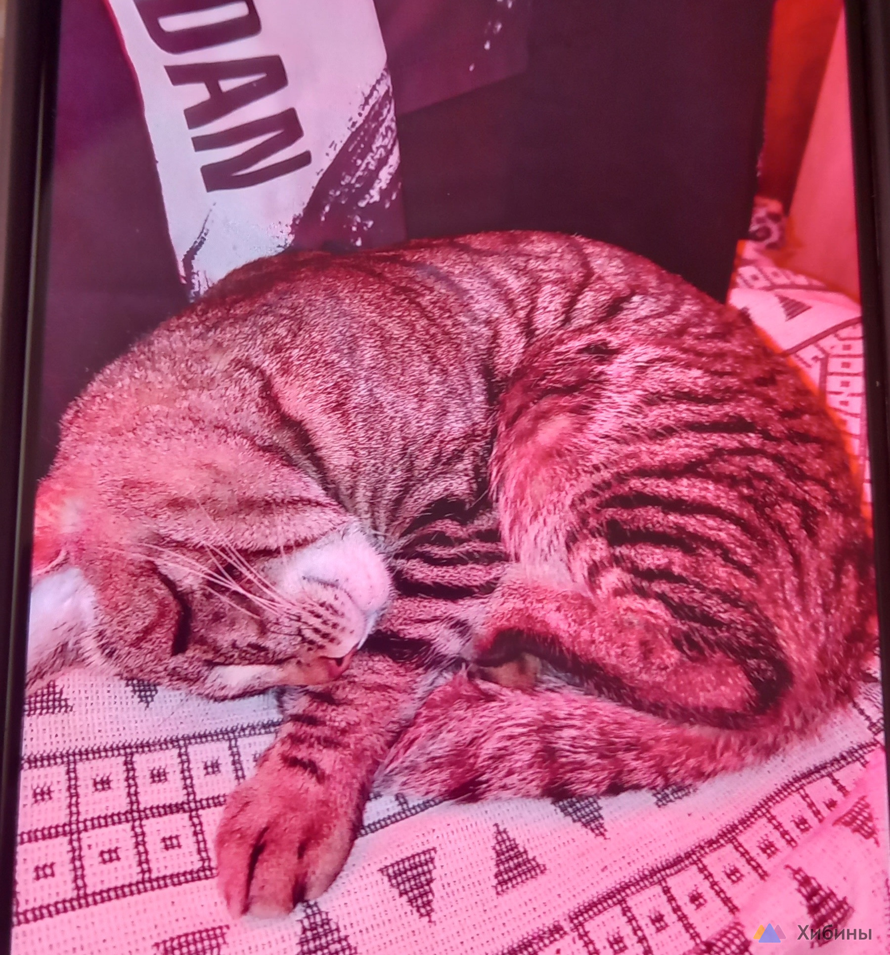 Кот ищет дом