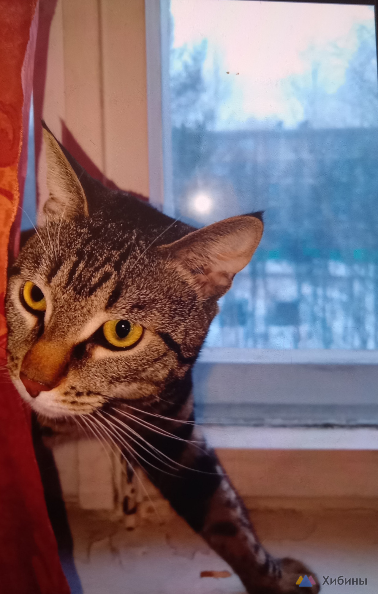 Кот ищет дом