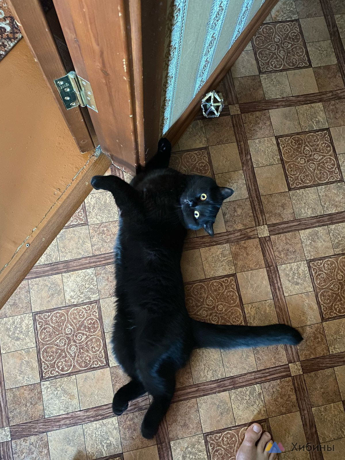 Котята шотландские