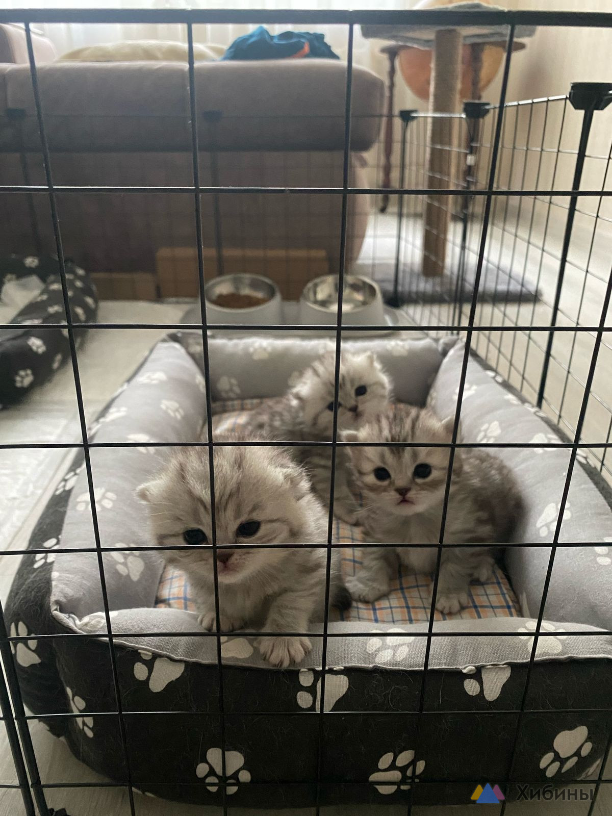 Котята шотландские