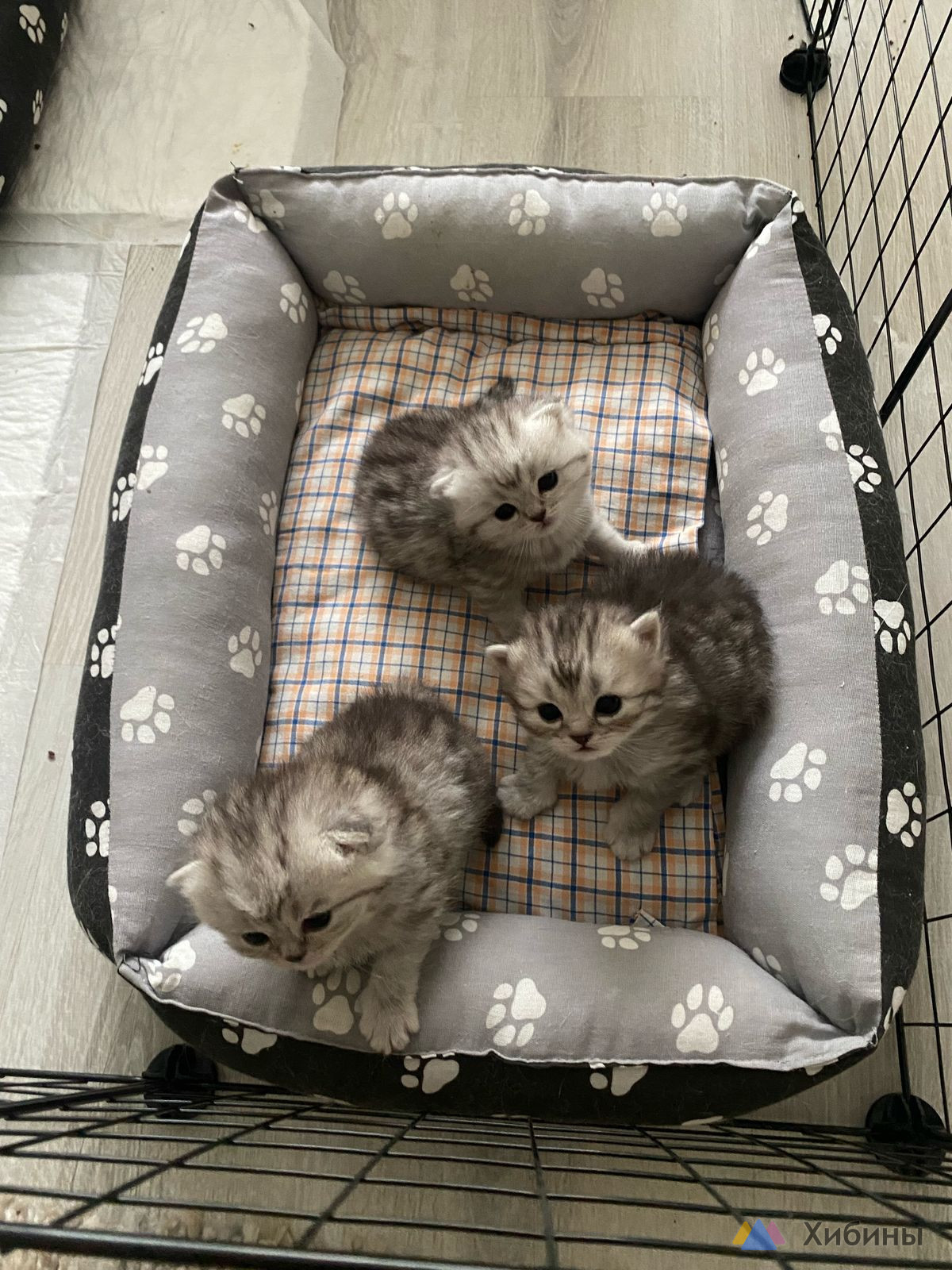 Котята шотландские