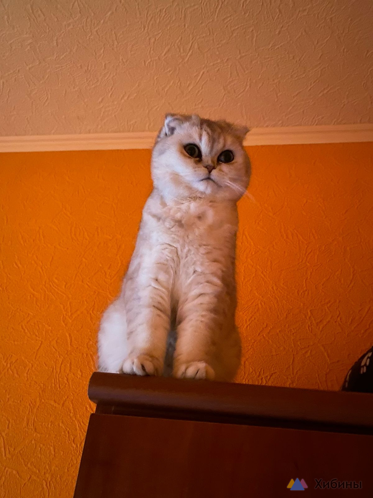 Котята шотландские