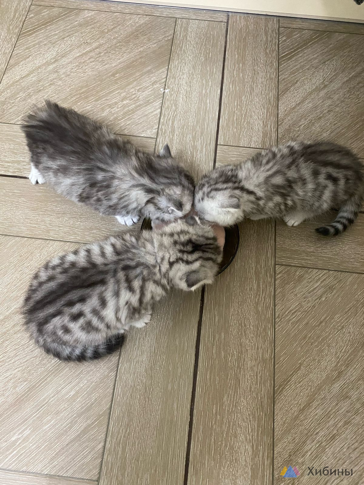 Котята шотландские