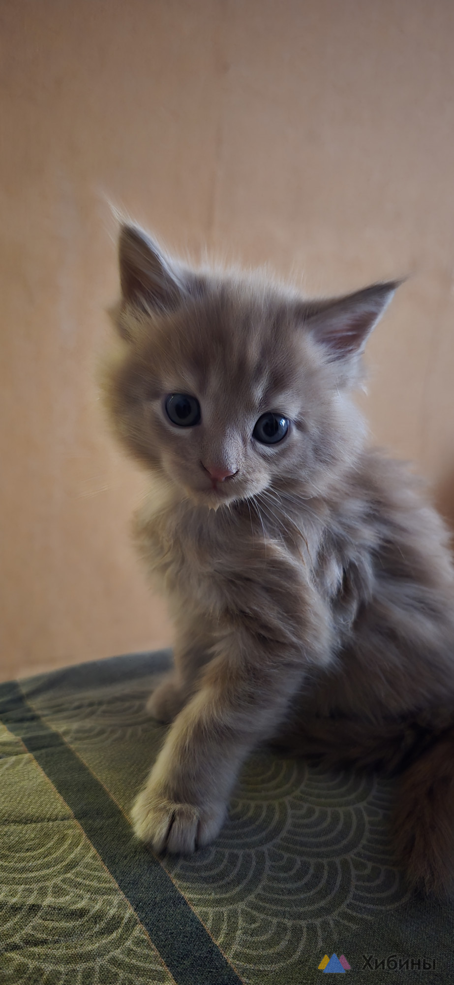 Продам котят Мейн-кун