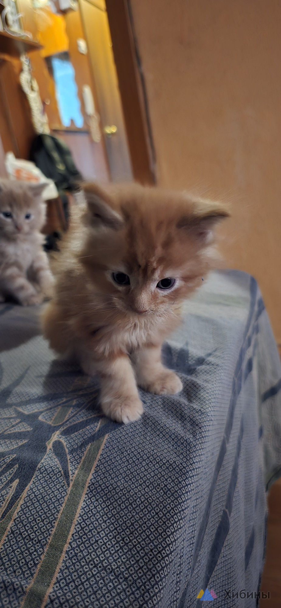 Продам котят Мейн-кун