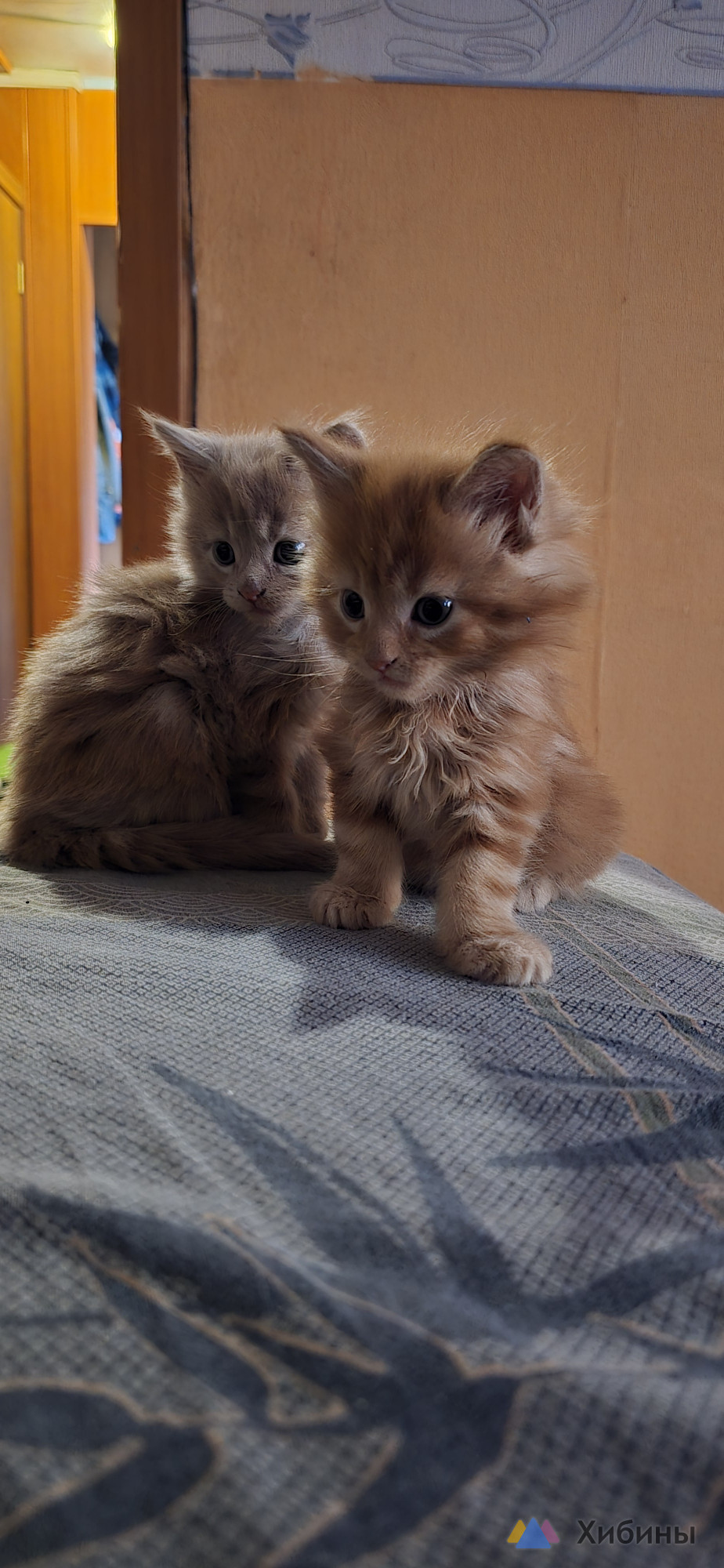 Продам котят Мейн-кун
