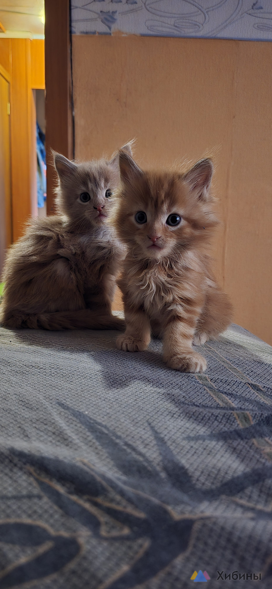 Продам котят Мейн-кун