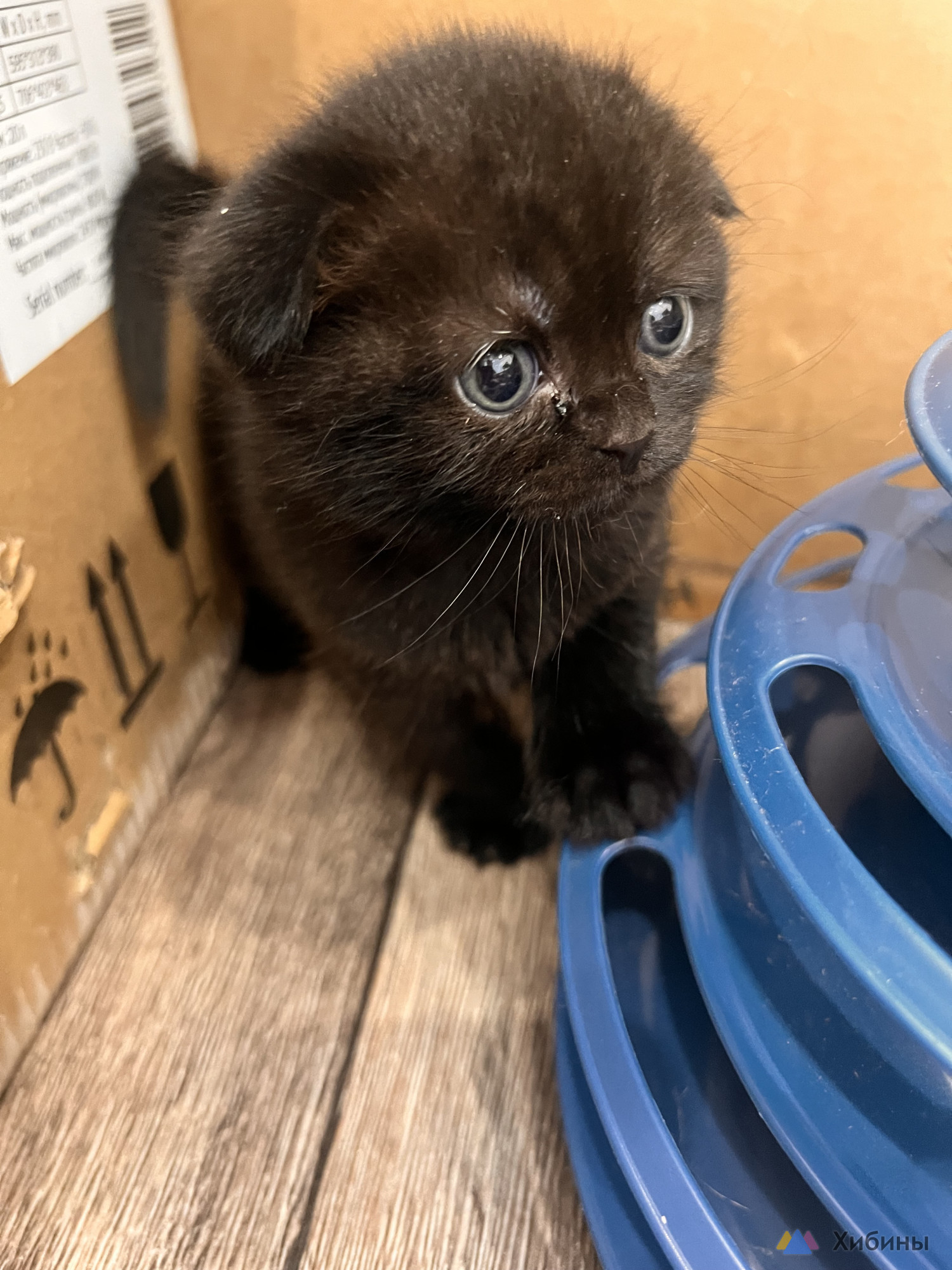Шотландские котята