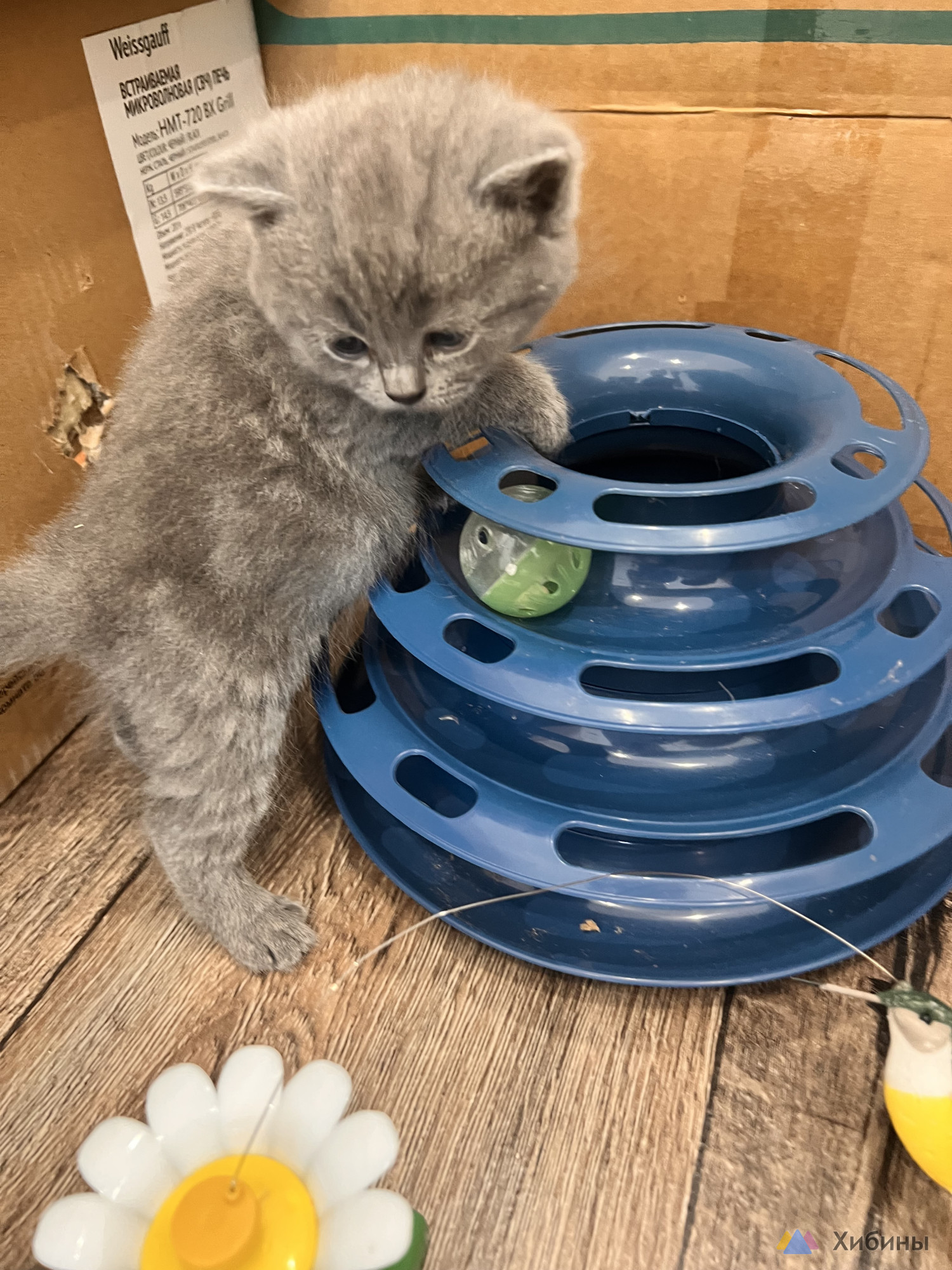 Шотландские котята