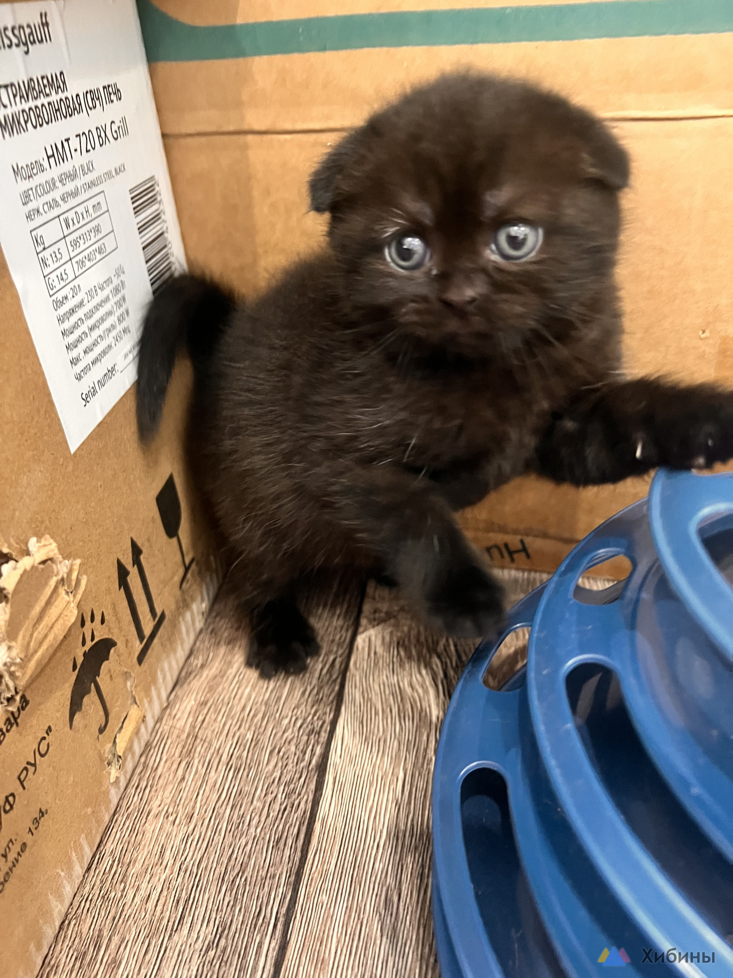 Шотландские котята