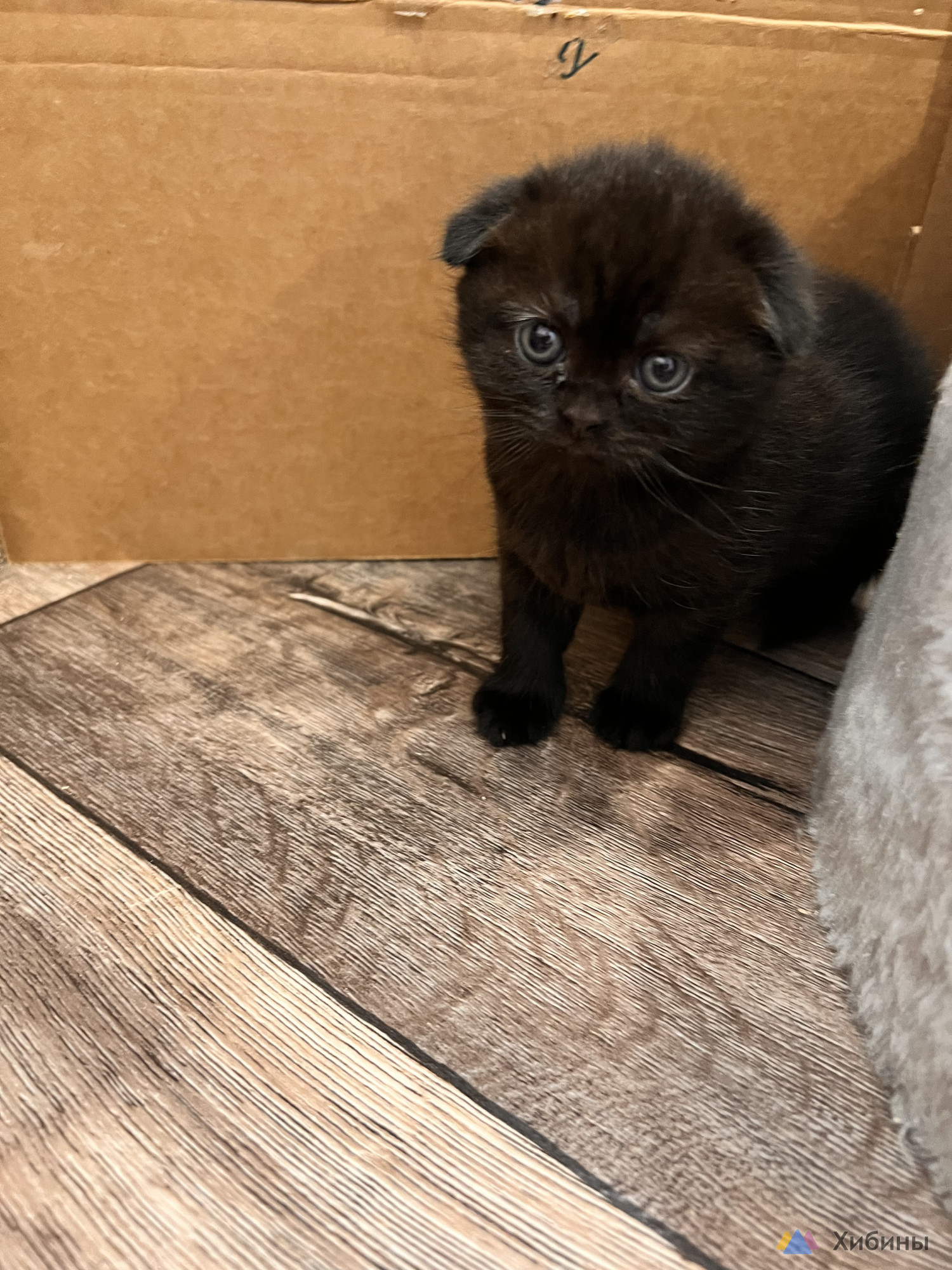 Шотландские котята