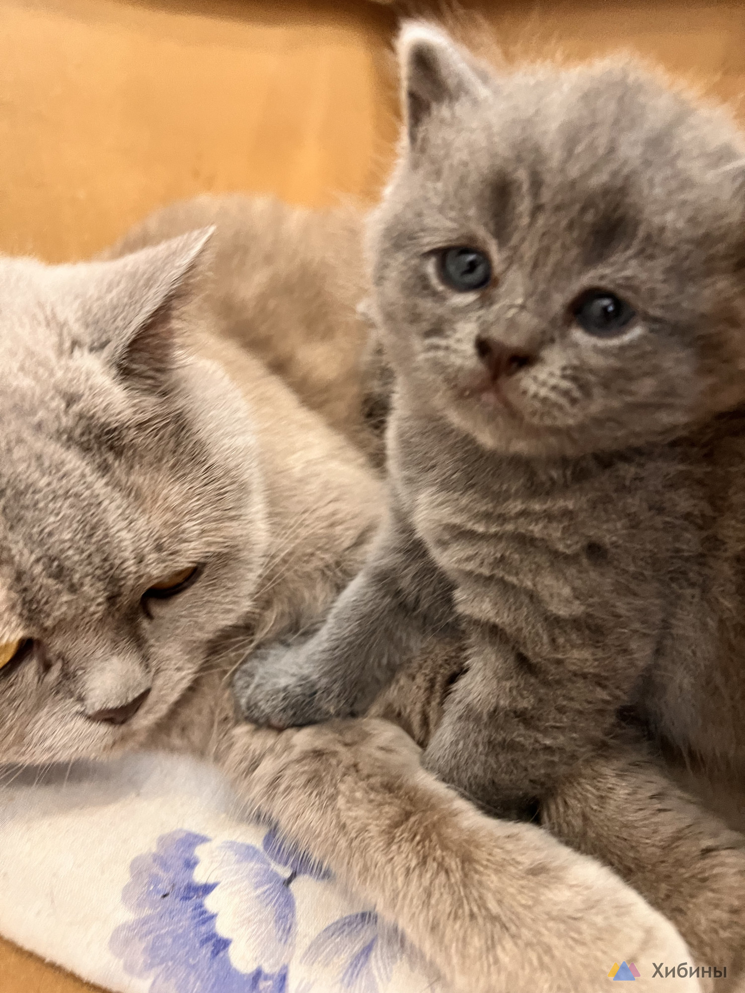 Шотландские котята