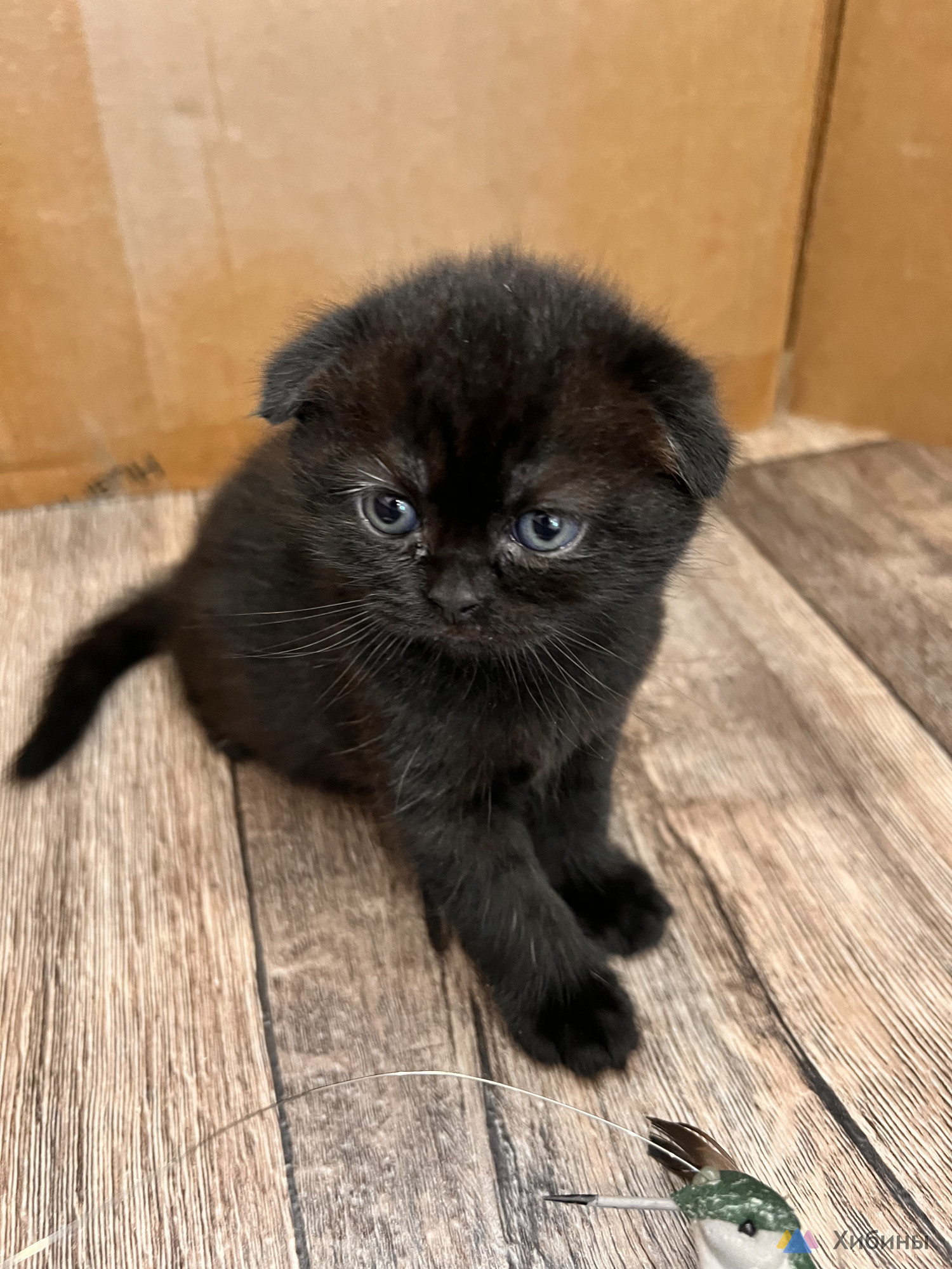 Шотландские котята