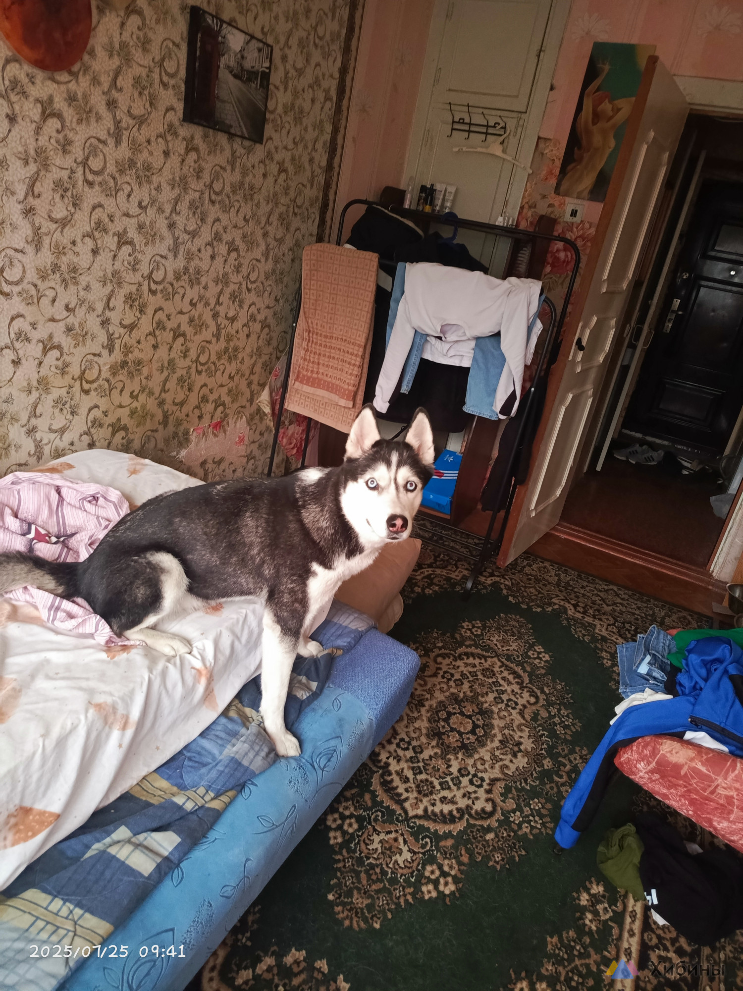 Отдам в добрые руки