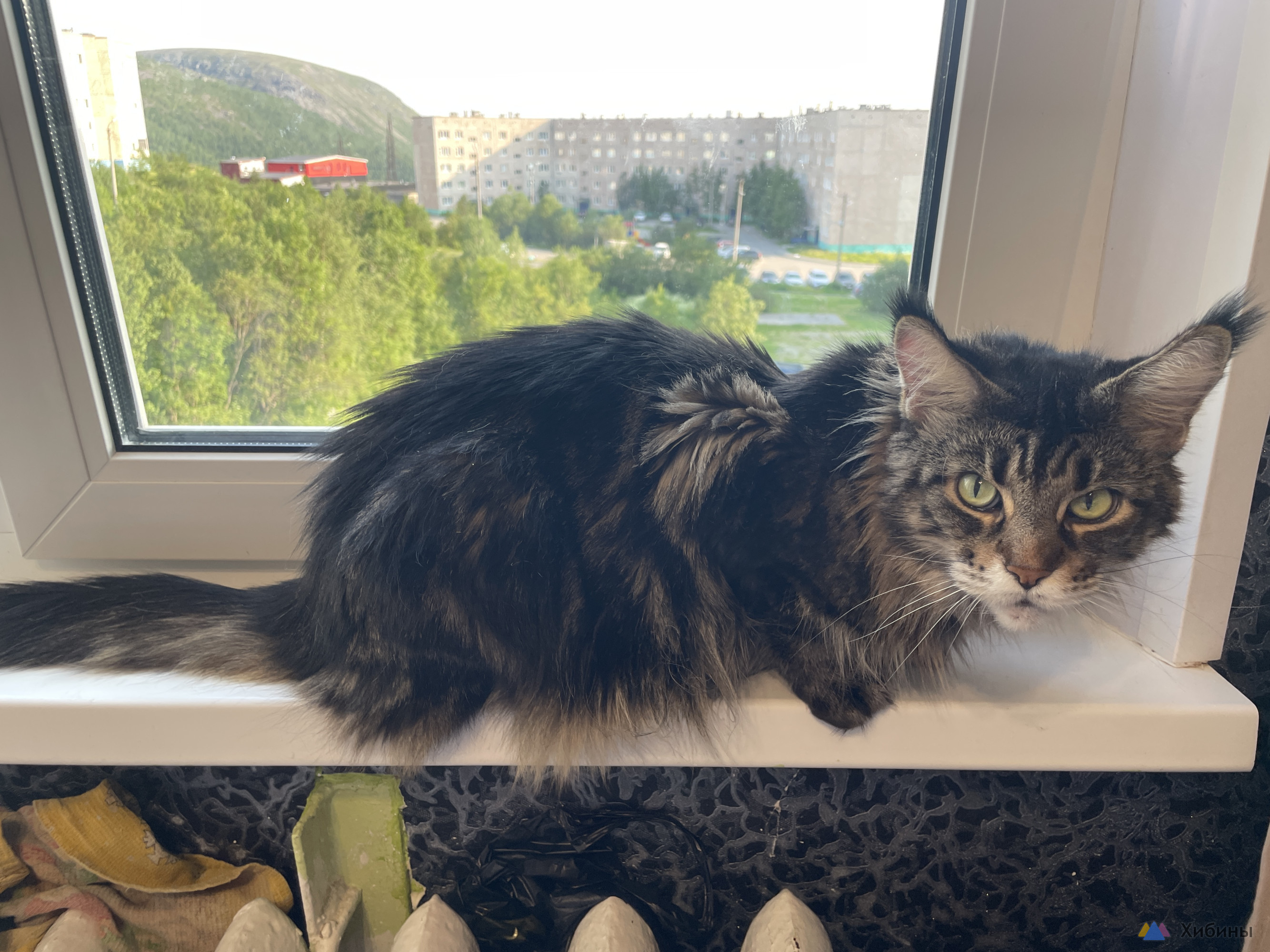 Отдам в добрые руки кошечку Мейн-кун