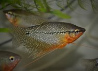 Аквариумные рыбки