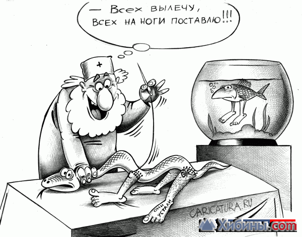 Объявление пиявки медицинские