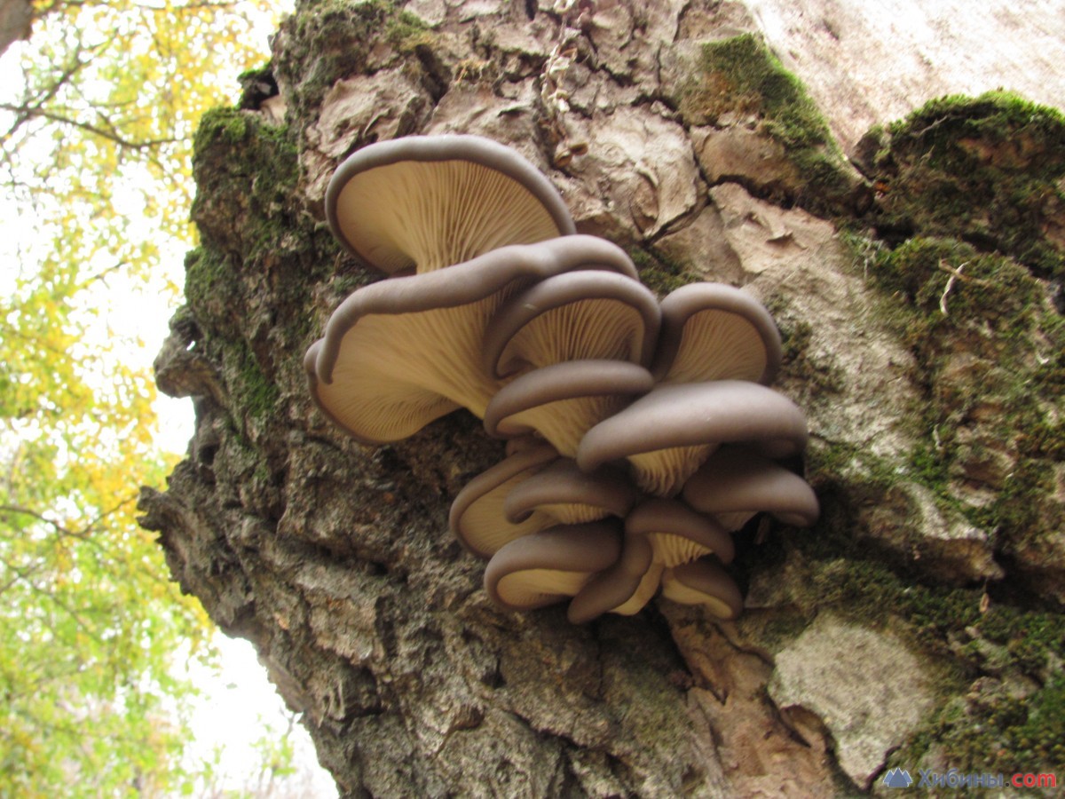 Под вешенки. Вёшенка устричная (Pleurotus ostreatus). Грибы вешенки. Вёшенка обыкновенная съедобные грибы. Вешенка гриб съедобный.