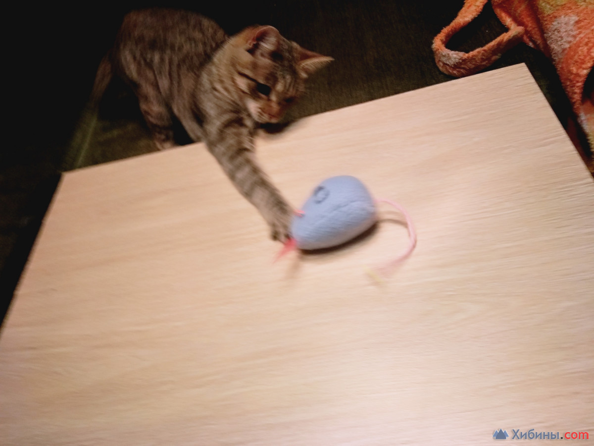 мышка для кошки