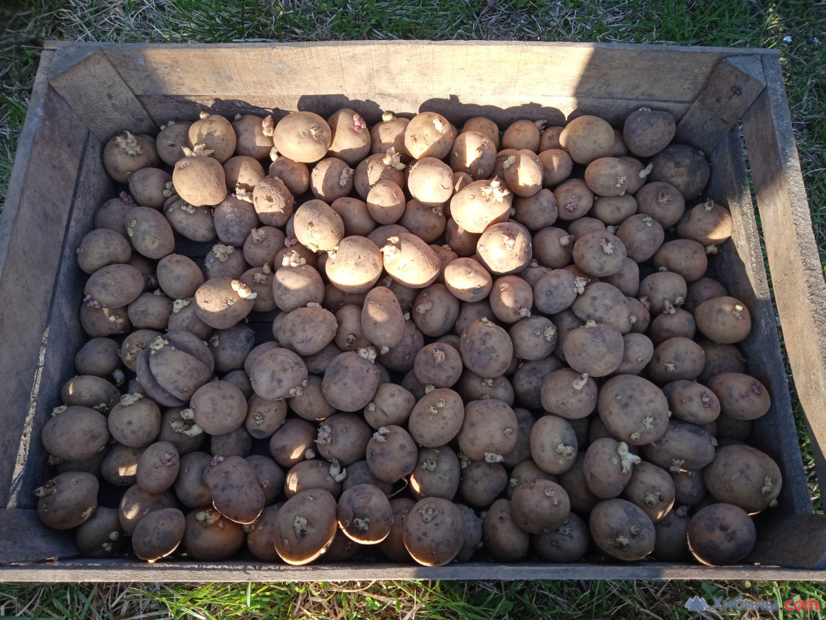 продам картофель северный