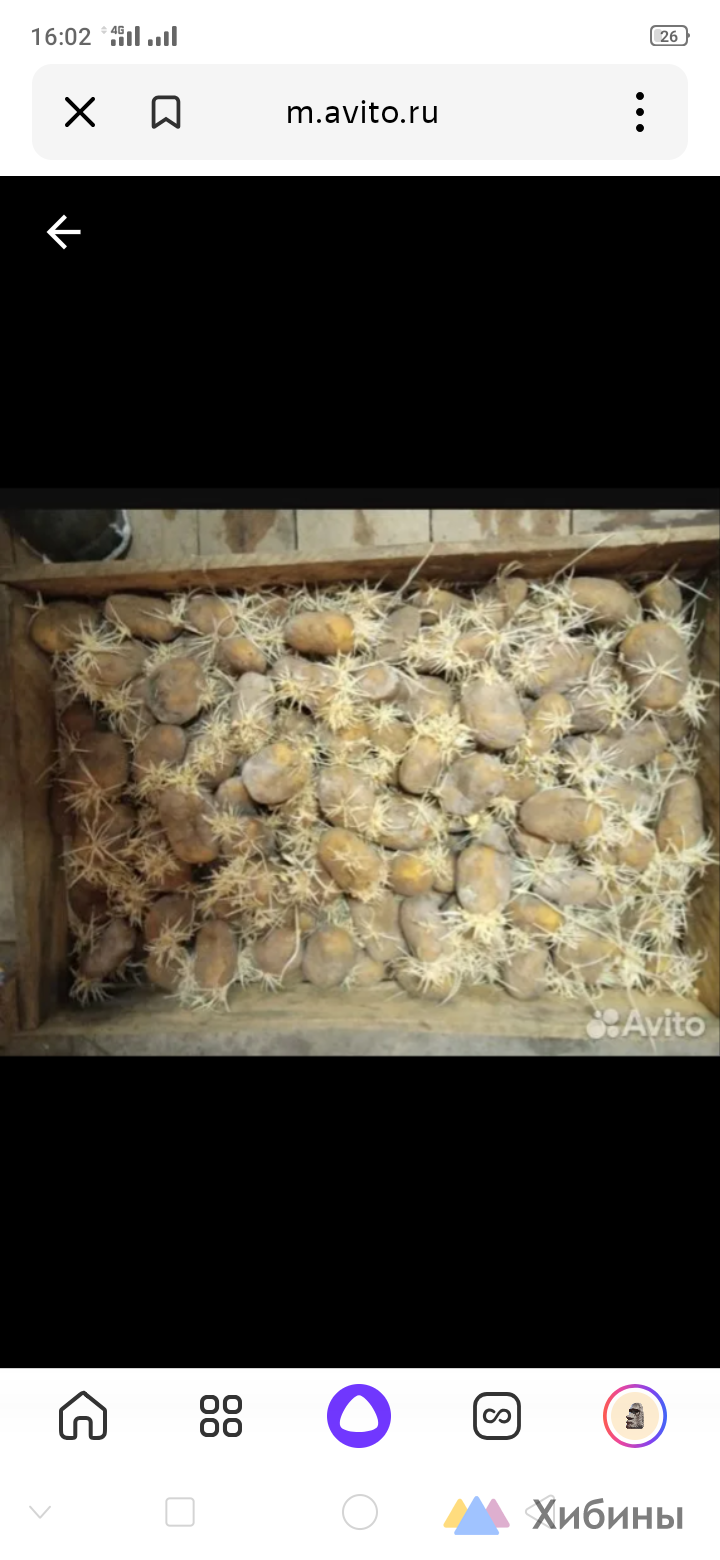 продам картофель северный