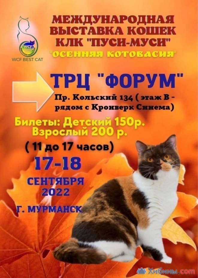 Выставка Выставка породистых кошек в Мурманской области - Афиша на Хибины.ru