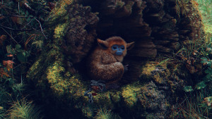 Фотография  для Очи