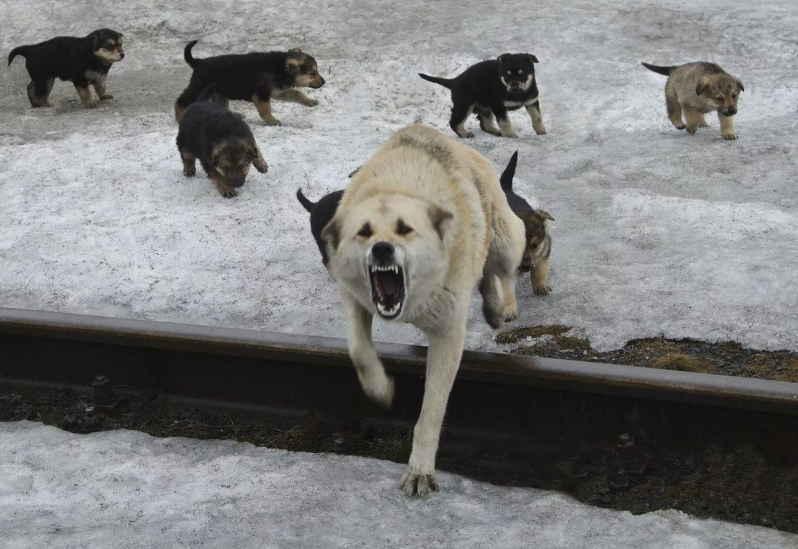 Агрессивное нападение. Агрессивная стая бездомных собак Володарск Нижегородской области. Стая собак. Стая бродячих собак.