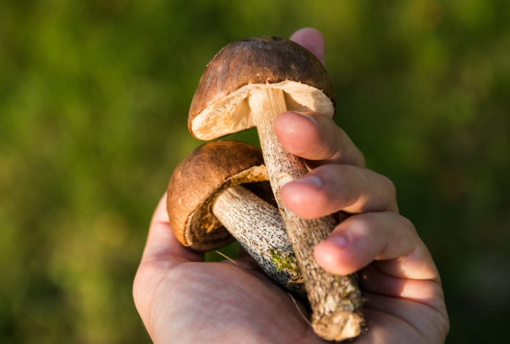 Врач-гастроэнтеролог Наталья Савельева рассказала, кому категорически нельзя есть мурманские грибы