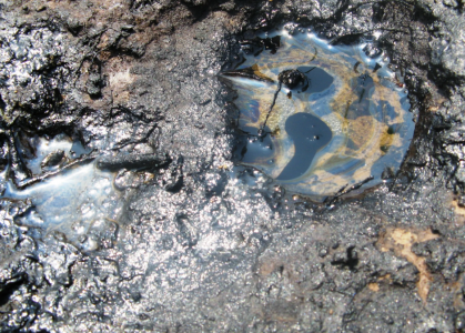 Прокуратура проверит информацию о разливе нефтепродуктов в Заозерске в лесополосе