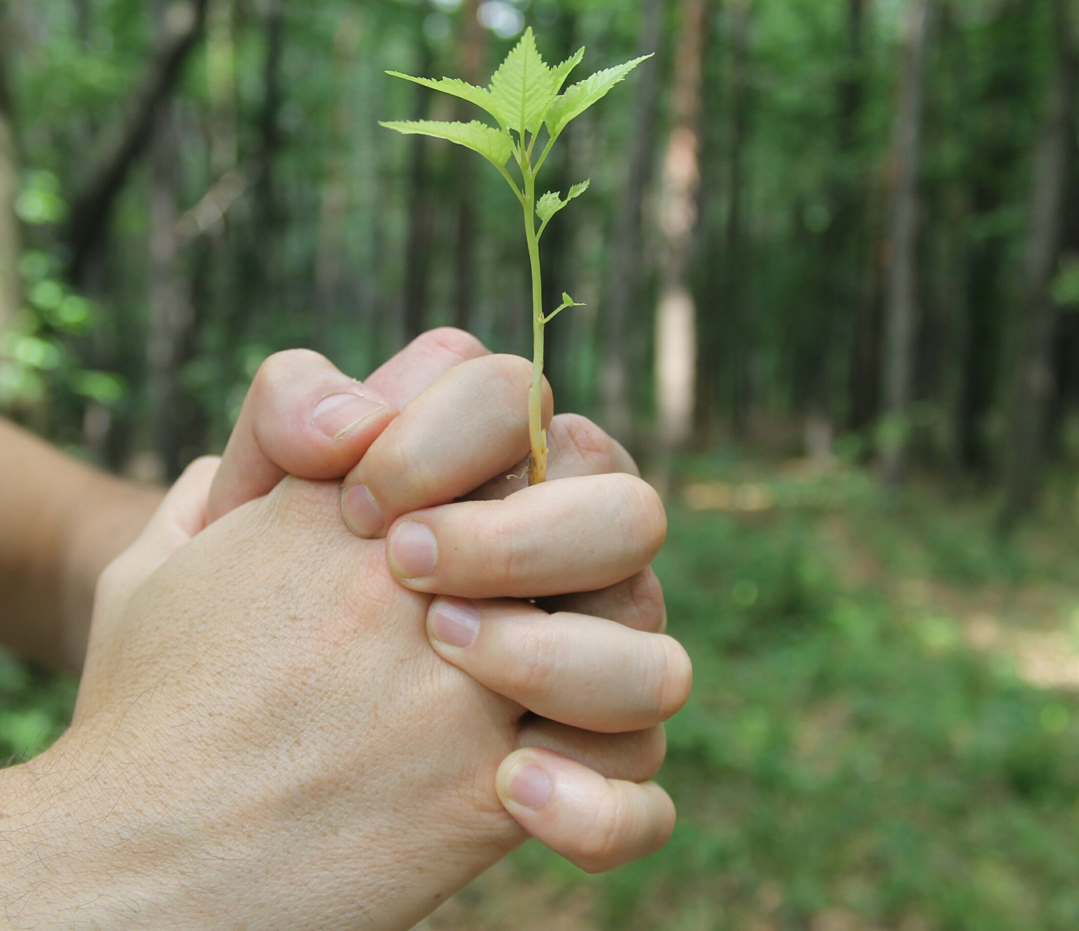 Be close to nature. Растение в руках. Растение в ладонях. Дерево в руках. Природа в руках.