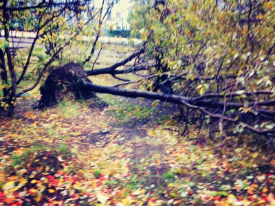 В Никеле буйный ветер валит с корнем деревья
