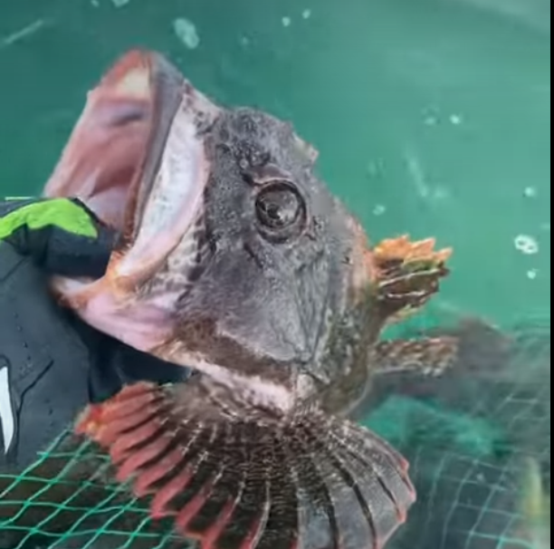 Страсть какая: рыбаки поймали «чудище морское» с целым крабом в пасти