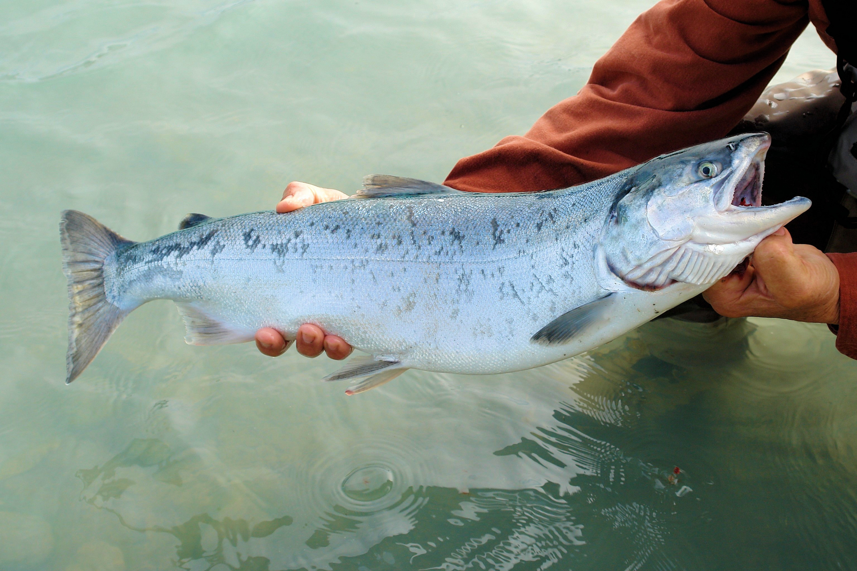 Росрыболовство: Мурманская область лидирует по производству рыбы в искусственной среде