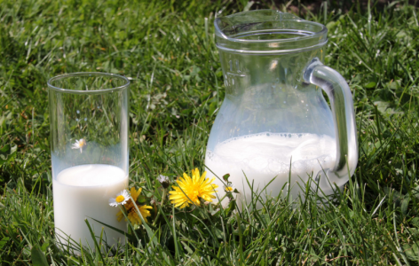 «Вплоть до рака простаты»: Доктор Мясников считает молоко опасным продуктом для взрослых людей — особенно парное