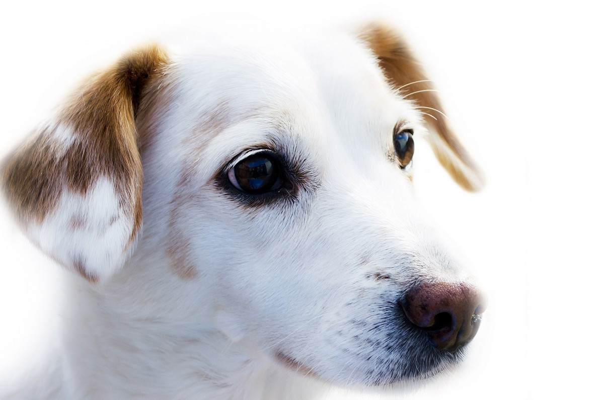 Ветеринары сообщают о новой страшной болезни у собак — как уберечь питомца