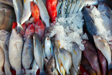 США отказались от российского импорта рыбы — почему простому русскому рыбаку от этого точно хуже не станет