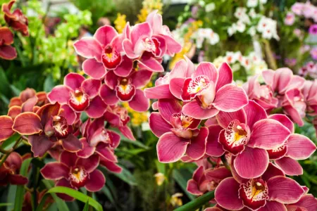 Орхидея покроется бутонами: полейте этим простым отваром и запустите пышное цветение
