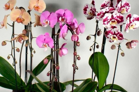 Не досвечивать: 5 хитростей ухода за орхидеей в январе от опытных цветоводов — завалит бутонами