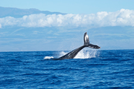 В Териберке вновь появились киты