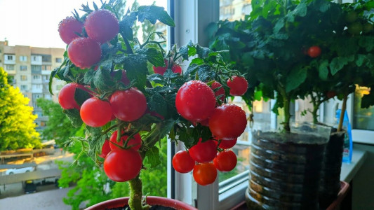 Сажаем в январе на подоконнике: Эти помидоры — просто бомба, дачники скупают семена мешками