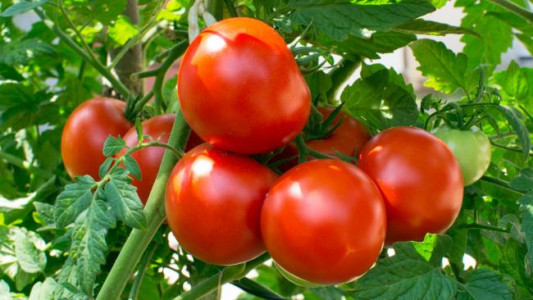 Три золотых правила выращивания томатов: опытные садоводы рассказали, как получить щедрый урожай без фитофтороза — помидоры будут крупными и здоровыми