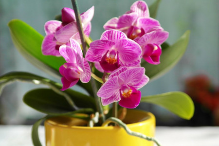 Все цветы останутся на месте: при сбрасывании бутонов у орхидеи сделайте вот так — никаких подкормок и пересадок